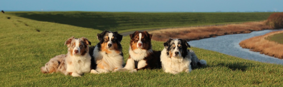 Jua Langu - Australian Shepherd Zucht 